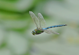 http://historicaldesign.com/silverartjewelry/wp-content/uploads/2015/04/33-N-dragonfly.jpg