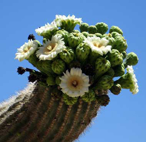 http://historicaldesign.com/silverartjewelry/wp-content/uploads/2015/04/52-BR-Saguaro-Cactus.jpg
