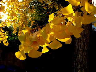 http://historicaldesign.com/silverartjewelry/wp-content/uploads/2015/05/223-BR-Ginkgo-leaves-.jpg