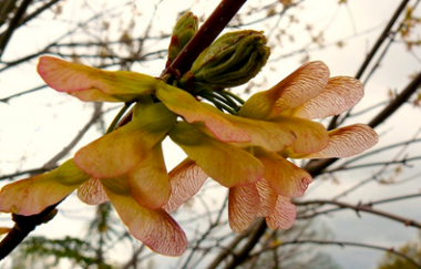 http://historicaldesign.com/silverartjewelry/wp-content/uploads/2015/05/AAN_Maple_Seeds_Brooch_Inspiration.png