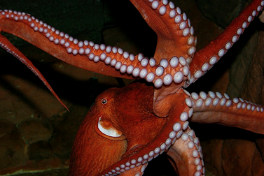 http://historicaldesign.com/silverartjewelry/wp-content/uploads/2015/05/APW_American_Bracelet_Inspiration_octopus_squid.png
