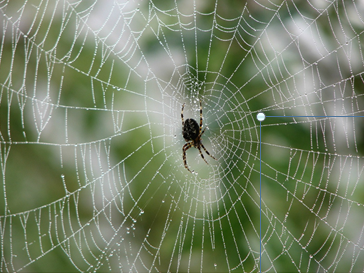 http://historicaldesign.com/silverartjewelry/wp-content/uploads/2015/05/Shiebler_Spider_Inspiration.png