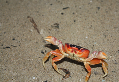 http://historicaldesign.com/silverartjewelry/wp-content/uploads/2015/05/Shiebler_Vinaigrette_Inspiration_crab.png