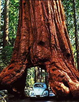 http://historicaldesign.com/wp-content/uploads/2014/09/Yosemite-National-Park-Wawona-tree-16183.jpg