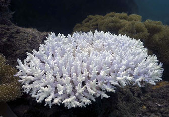 http://historicaldesign.com/wp-content/uploads/2014/12/bleached-coral.jpg
