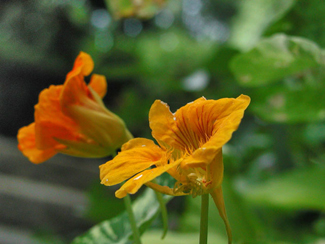 http://historicaldesign.com/wp-content/uploads/2015/01/nasturtium.jpg