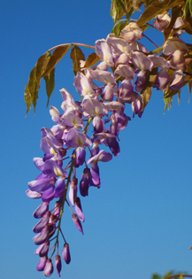 http://historicaldesign.com/wp-content/uploads/2015/02/11-E-purple-wisteria.jpg