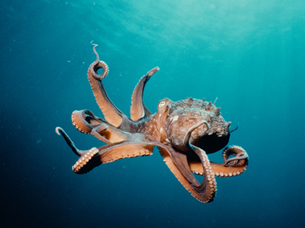 http://historicaldesign.com/wp-content/uploads/2015/02/Deep_Blue_Sea_Octopus.png