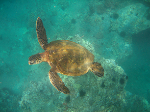 http://historicaldesign.com/wp-content/uploads/2015/02/Sea_Turtle.png