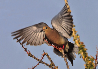 http://historicaldesign.com/wp-content/uploads/2015/03/3-Br-dove-in-flight.jpg