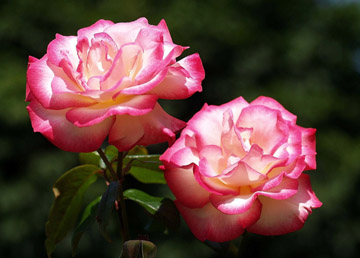 http://historicaldesign.com/wp-content/uploads/2015/03/a-pair-of-roses1.jpg