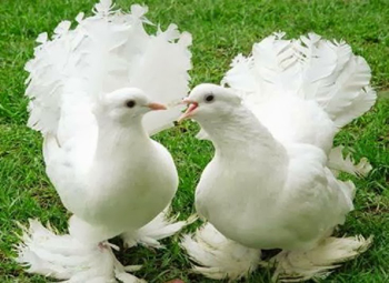 http://historicaldesign.com/wp-content/uploads/2015/03/pair-of-white-pigeons.jpg