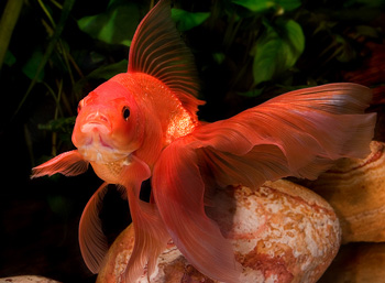 http://historicaldesign.com/wp-content/uploads/2015/07/Goldfish-male-3.jpg