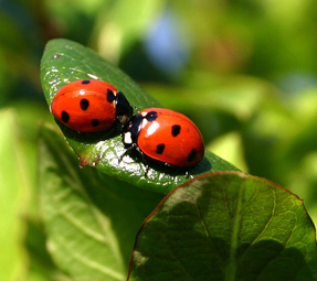 http://historicaldesign.com/wp-content/uploads/2015/09/3-Ladybugs-copy1.jpg