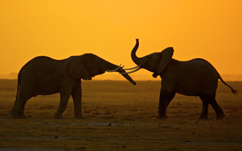 http://historicaldesign.com/wp-content/uploads/2015/09/Battle-for-the-Elephants06-634x396.jpg
