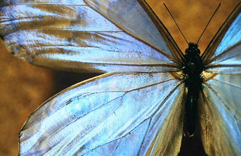 http://historicaldesign.com/wp-content/uploads/2015/09/blue-morpho-butterfly.jpg