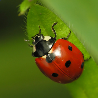 http://historicaldesign.com/wp-content/uploads/2017/09/186-B-ladybug-on-green-leaf-copy.jpg
