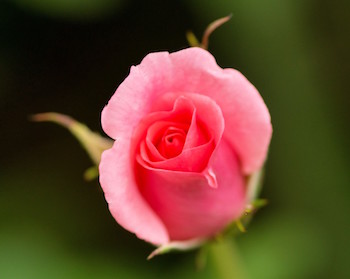 http://historicaldesign.com/wp-content/uploads/2017/09/rose_blossom_bloom_pink_rose_bloom_beauty_flower_summer-1334487.jpgd_.jpg