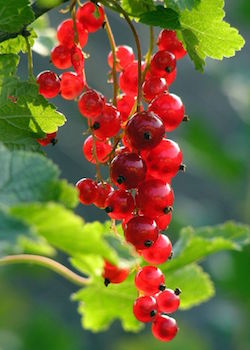 http://historicaldesign.com/wp-content/uploads/2017/10/f28a973dec15ef20704662eef72382c8-red-currants-glass-photography.jpg