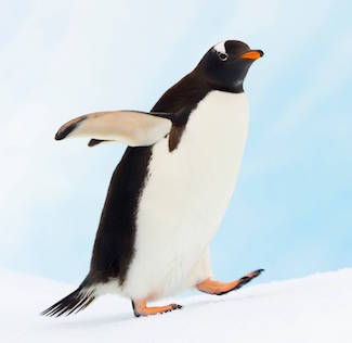http://historicaldesign.com/wp-content/uploads/2018/09/104109-penguins-lovers-penguin-while-walking.jpg