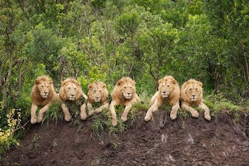 http://historicaldesign.com/wp-content/uploads/2019/01/6-male-lions-in-a-row...They-may-be-fearsome-predators-but-these-six-lions-look-positively-cuddly-as-they-relax-in-a-row.jpeg