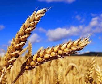 http://historicaldesign.com/wp-content/uploads/2019/01/wheat-1.jpg