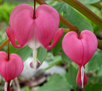 http://historicaldesign.com/wp-content/uploads/2019/03/159-B-bleeding-heart-flowers-copy.jpg